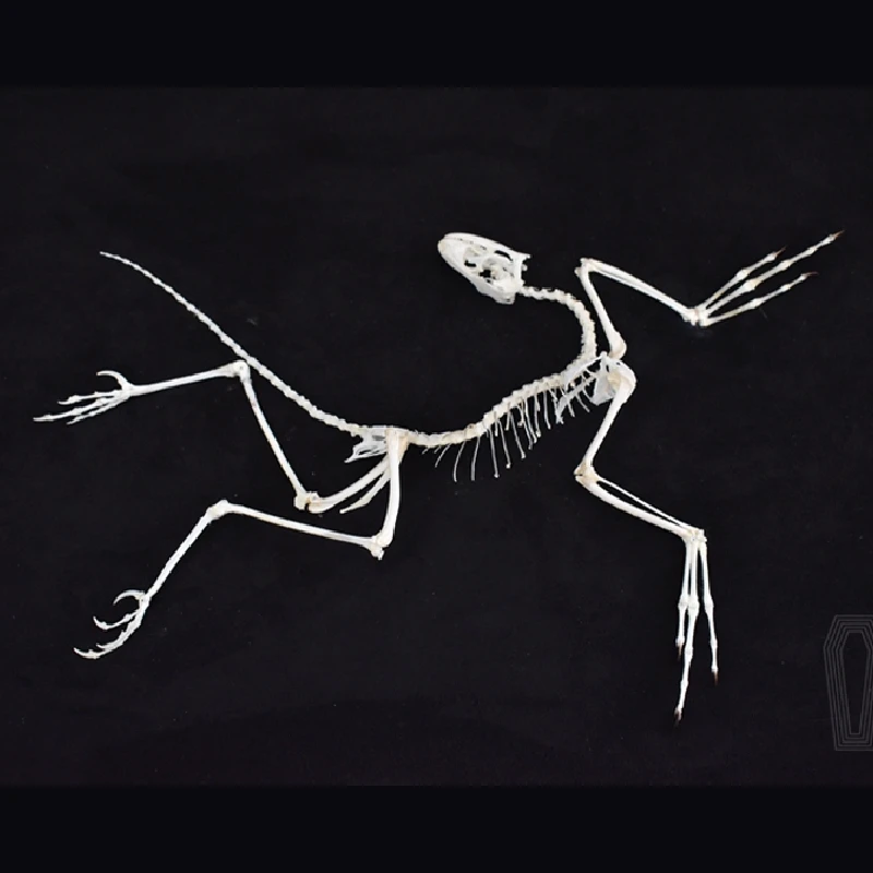 Fossil Replica Display - Replica in Resina dell'Osso di Archaeopteryx